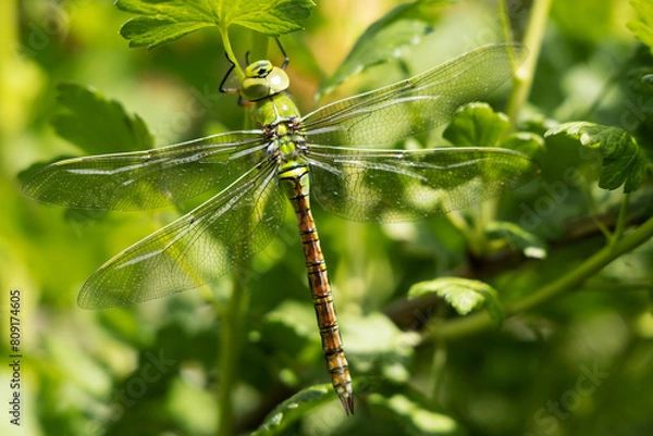 Obraz Green dragonfly on green grass close-up.