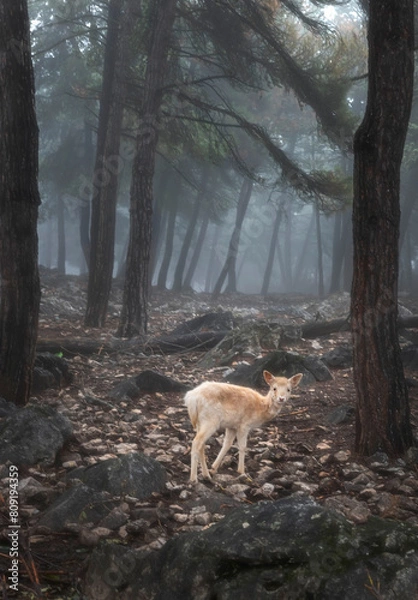 Fototapeta deer in the woods