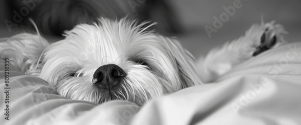 Fototapeta A Shih Tzu'S Forlorn Expression Speaks Volumes As It Waits Anxiously For Its Owner'S Return Home, Background