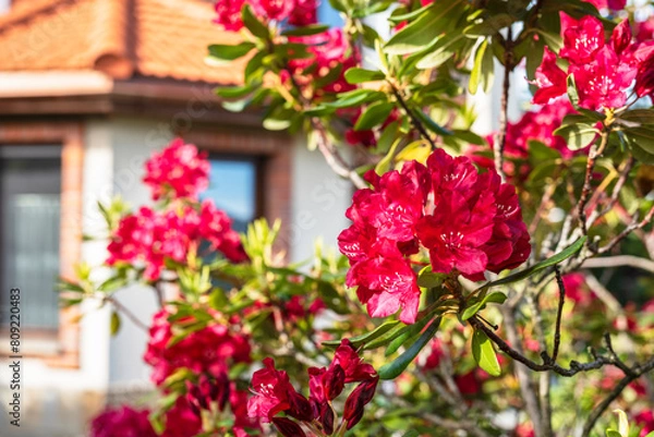 Obraz Blooming rhododendron bush in garden on house background, close-up view