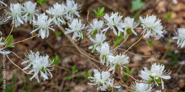 Fototapeta Flowers of a rhodora bush (Rhododendron canadense) in the garden in May.