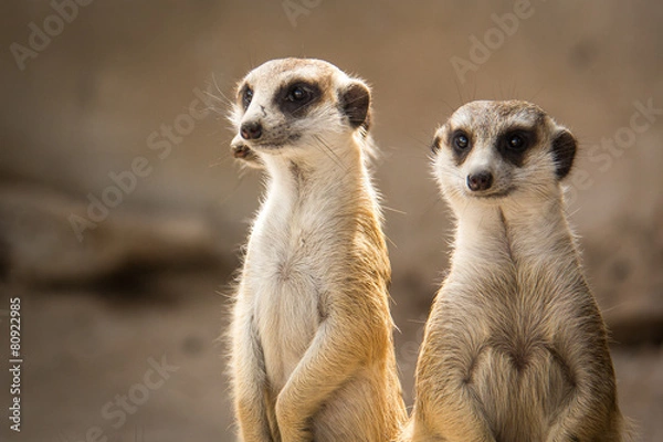 Fototapeta The meerkat.