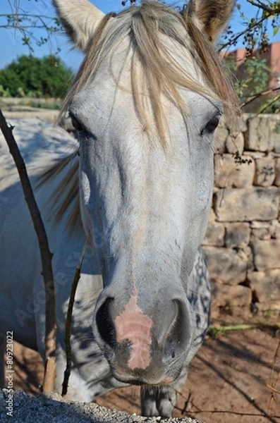 Obraz white horse close up