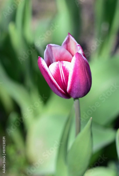 Obraz pink tulip flower