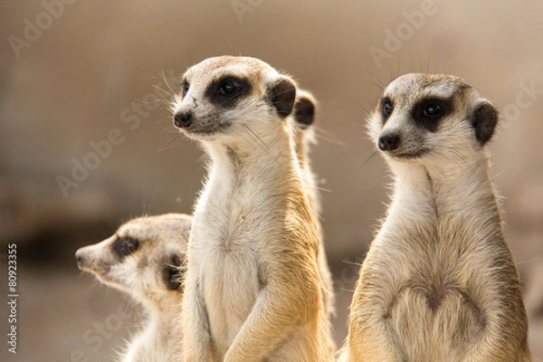 Fototapeta The meerkat.