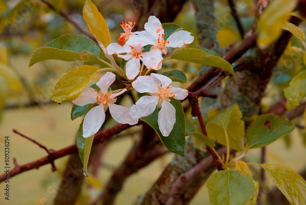 Obraz Apple blossoms in Michigan, Springtime