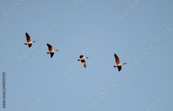 Obraz Geese in flight