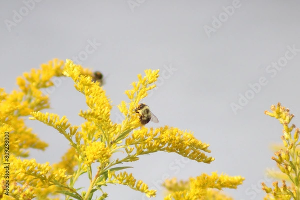 Obraz Bees on flowers