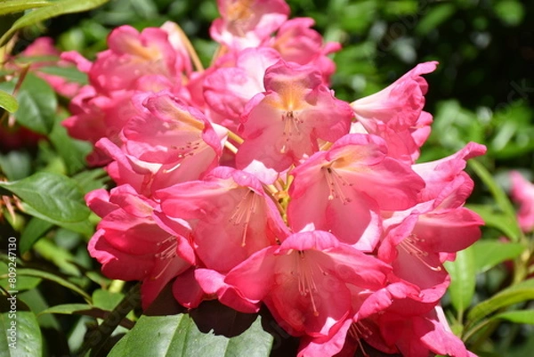 Obraz Rhododendron in Blüte
