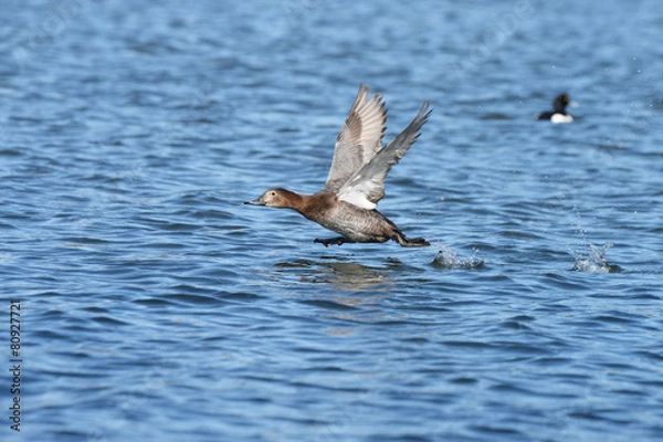 Fototapeta Common Pochard, Pochard, Aythya ferina