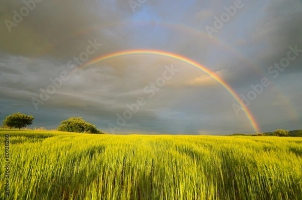 Fototapeta rainbow over the field
