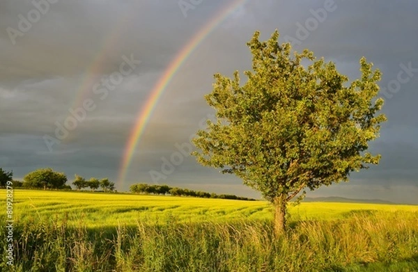 Fototapeta rainbow over apple