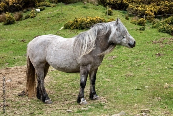 Obraz Shetland pony