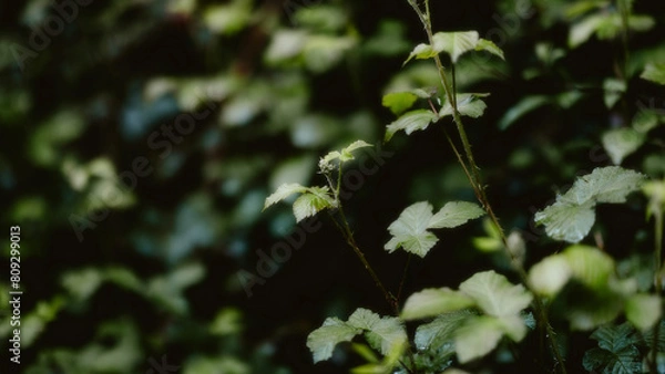 Obraz leaves in the wind