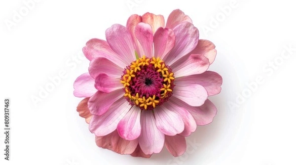 Fototapeta Zinnia violacea Cav flower seen from above on a white background with clipping path