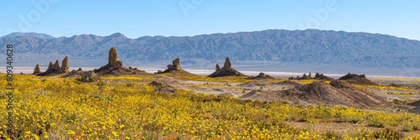 Fototapeta Wildflowers bloom at the Trona Pinnacles in the Panamint Valley, 1x3 Panorama.