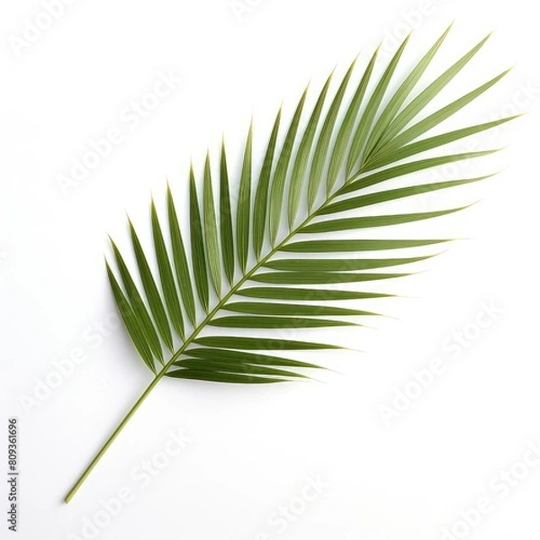 Fototapeta Palm Leaf On White Background, Generative AI