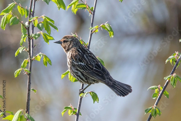 Obraz Red Winged Blackbird