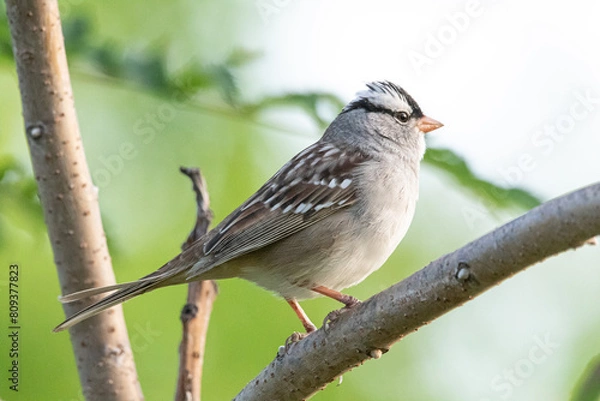 Obraz White Crowned Sparrow