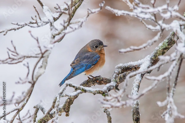 Obraz Eastern Bluebird