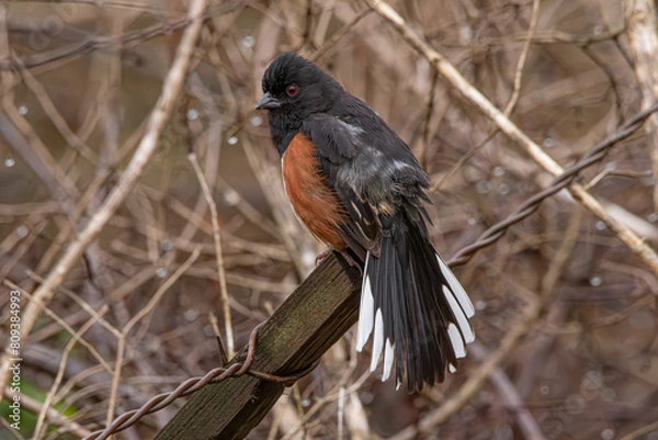 Obraz Eastern Towhee