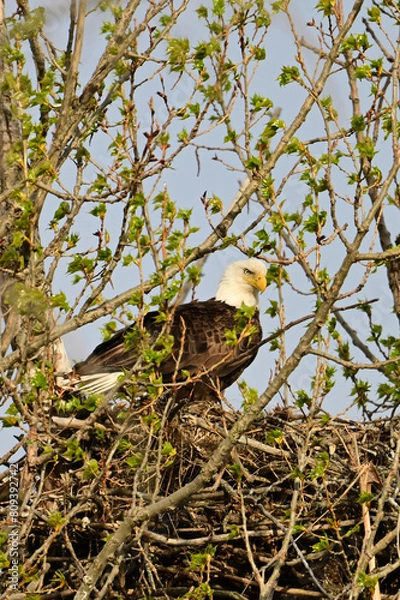 Fototapeta Spring scene of an American Bald Eagle perched on the nest 