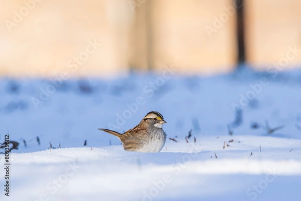 Obraz White Throated Sparrow