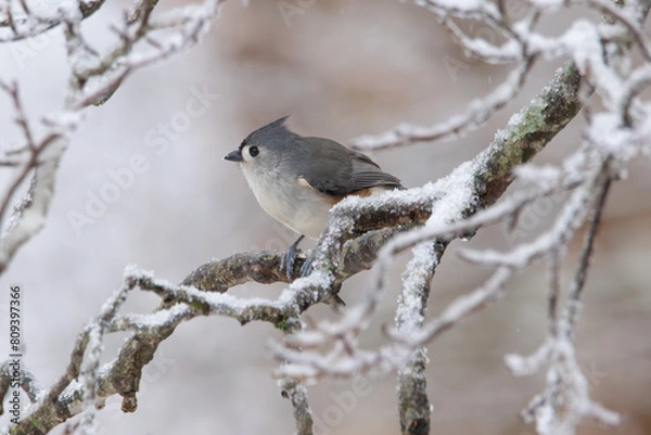 Obraz Tufted Titmouse