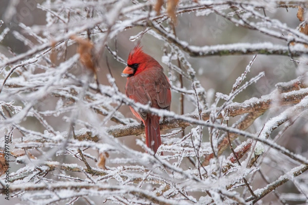 Obraz Northern Cardinal