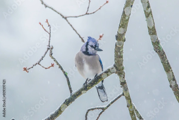 Obraz Bluejay