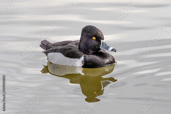 Obraz Ring Necked Duck