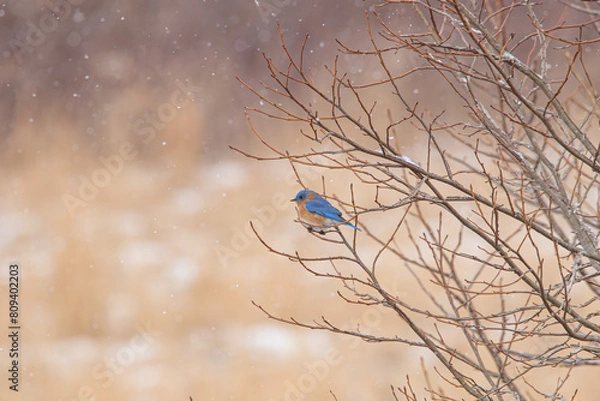 Obraz Eastern Bluebird