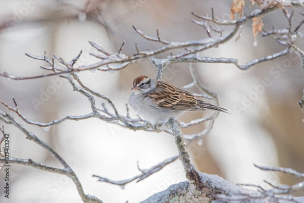Obraz Chipping Sparrow