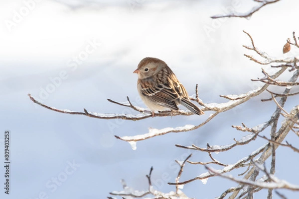 Fototapeta Field Sparrow