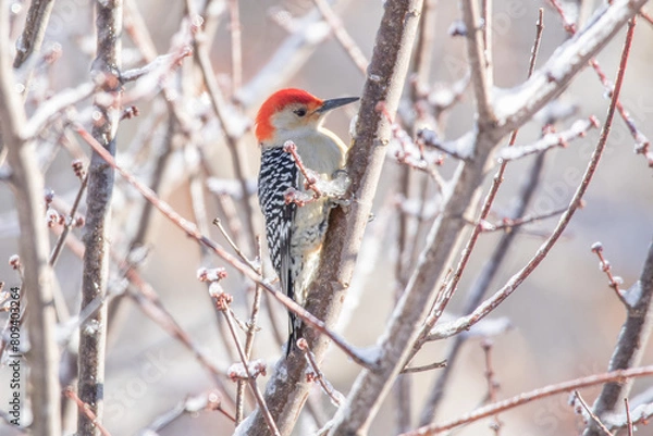 Obraz Red Bellied Woodpecker