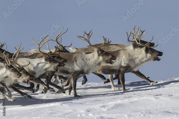 Obraz A herd of reindeer that runs on snow-covered tundra sunny winter