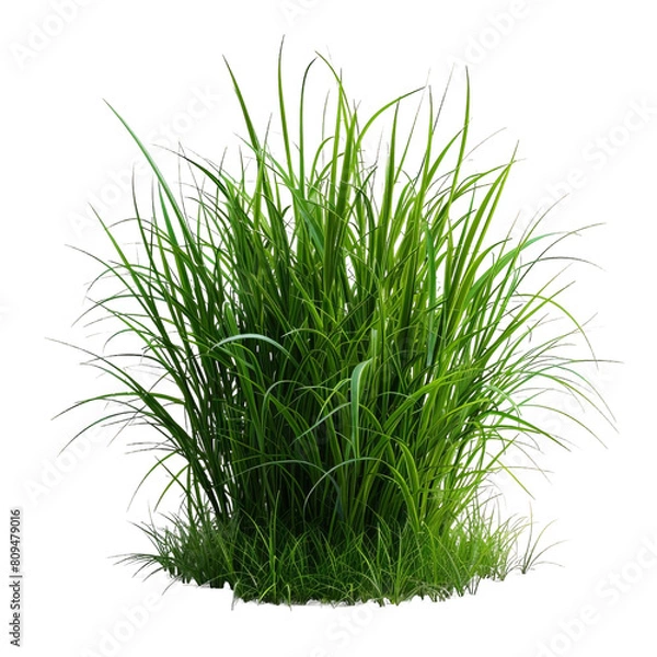 Fototapeta Green grass PNG image with transparent background. The image is of a clump of grass with long thin blades. The grass is a light green color and has a realistic appearance.
