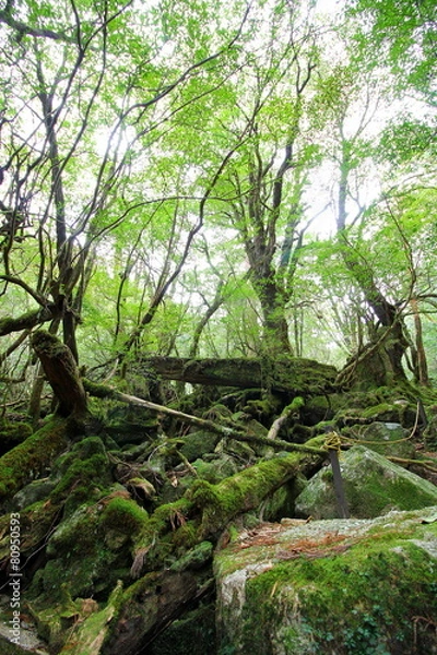 Fototapeta 屋久島　白谷雲水峡