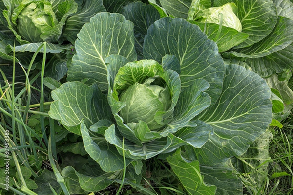 Fototapeta Cabbage grows in the garden