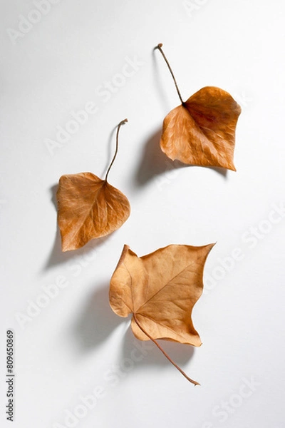Obraz three dry leaves on white background