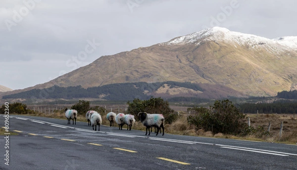 Obraz Country Road in Connemara, West of Ireland with snow capped mountains in the background and sheep on the road