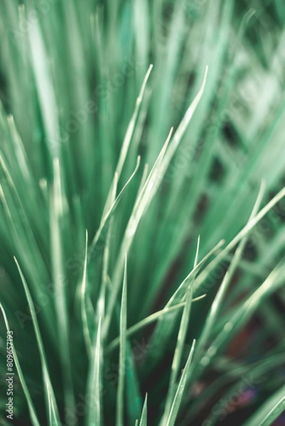 Obraz  Dracaena draco have sword-shaped leaves. The much shorter houseplant produces the same leaves Dracaena draco.