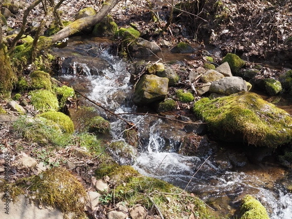 Fototapeta 聖なる森 P4120848