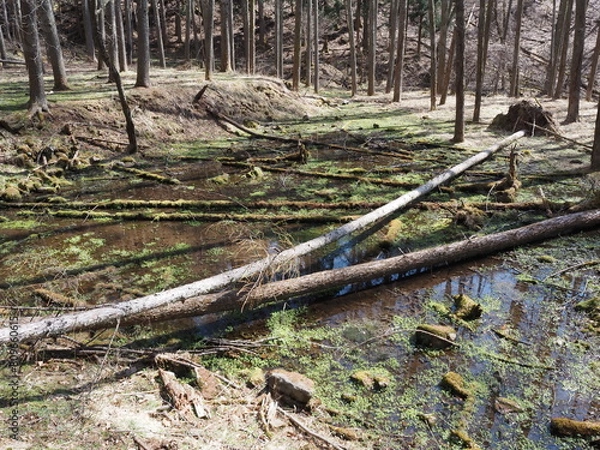 Fototapeta 聖なる森 P4120841
