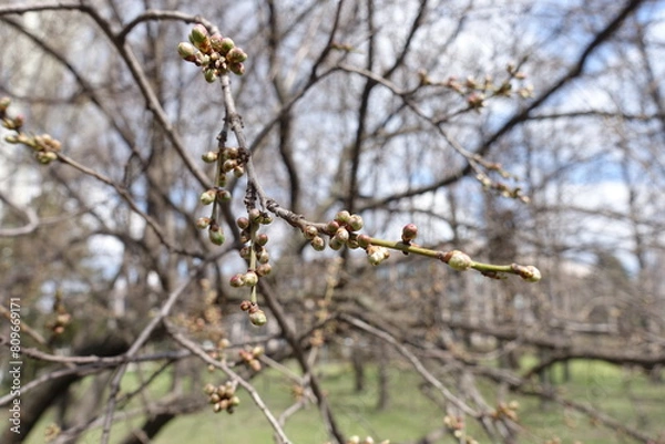 Obraz Close shot of closed flower buds of plum tree in April