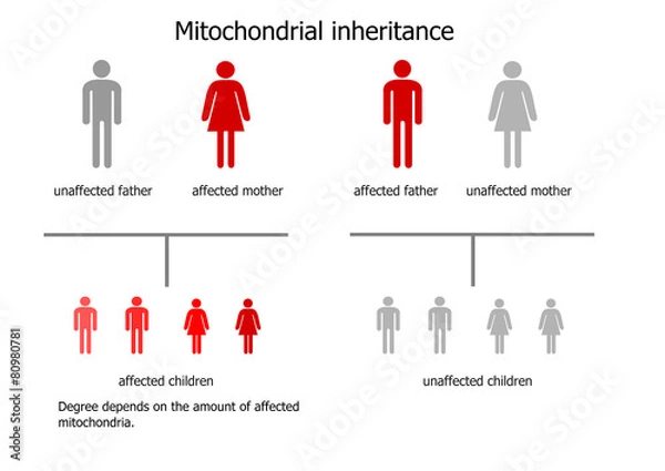 Obraz Mitochondrial inheritance - scheme