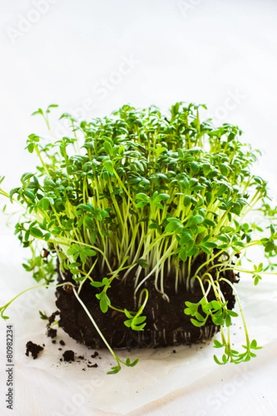 Obraz Fresh cress on white background