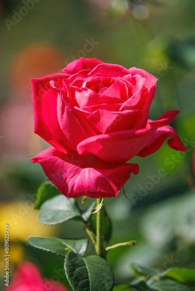 Obraz 赤いバラ