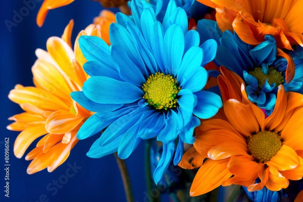 Obraz Brightly Colored Daisies