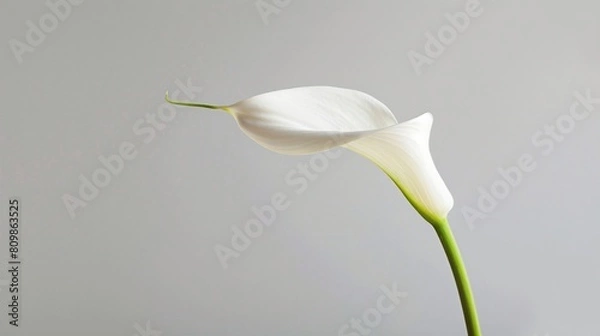 Fototapeta A single white calla lily against a textured gray background